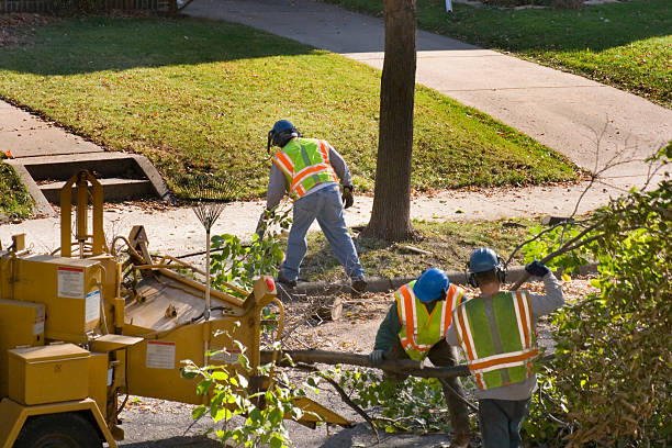 Trusted North Manchester, IN Tree Services Experts