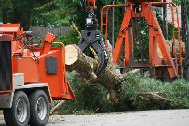 Best Fruit Tree Pruning  in North Manchester, IN